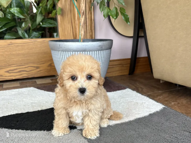 Gina  – Maltipoo puppy for sale in Nappanee, IN
