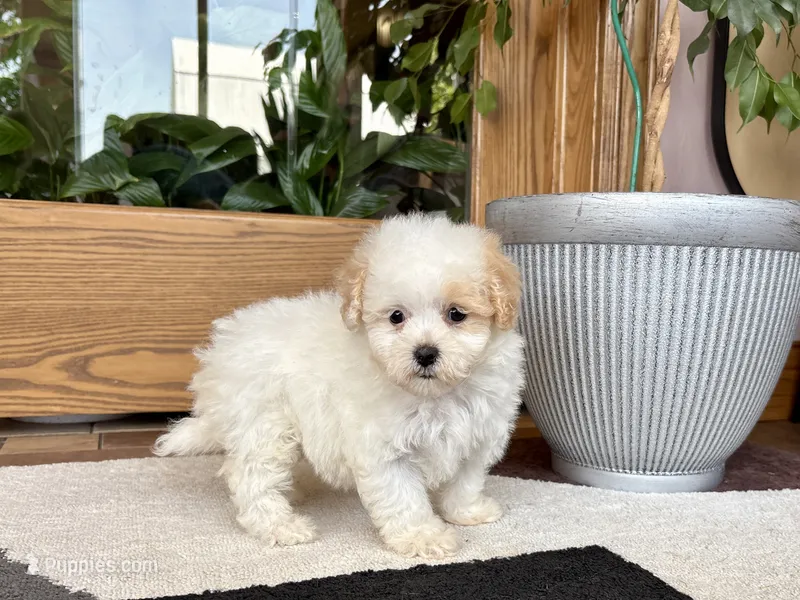 Gigi  – Maltipoo puppy for sale in Nappanee, IN