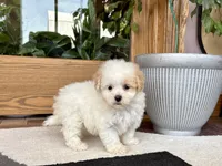 Gigi , a female Maltipoo for sale in Nappanee, IN – 5 of 9