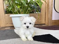 Cody, a male Maltese for sale in Nappanee, IN – 5 of 8