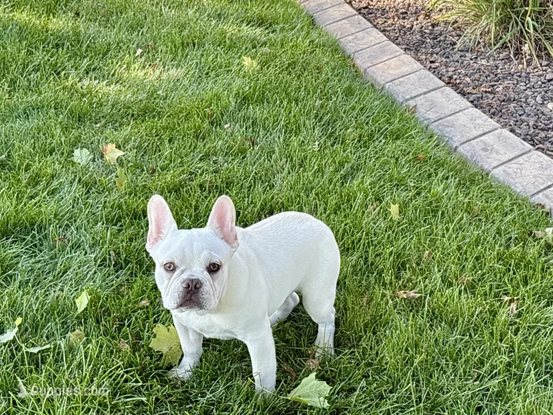 Cole – French Bulldog puppy for sale in Nappanee, IN