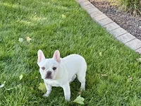 Cole, a male French Bulldog for sale in Nappanee, IN – 1 of 8