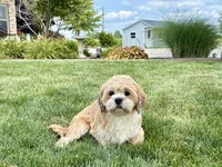 Beau, a male Lhasa Apso for sale in Nappanee, IN – 7 of 9