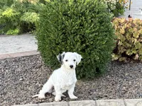 Shellie , a female Coton de Tulear and Havanese for sale in Nappanee, IN – 6 of 7