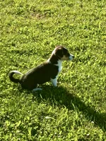 Corgi/Jack Russell , a male Jack Russell Terrier and Pembroke Welsh Corgi for sale in Nappanee, IN – 5 of 6