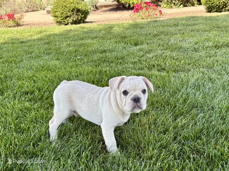 Corey  – French Bulldog puppy for sale in Nappanee, IN