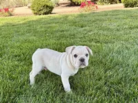 Corey , a male French Bulldog for sale in Nappanee, IN – 1 of 10