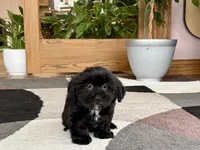 Jane , a female Lhasa Apso and Maltese for sale in Nappanee, IN – 4 of 8