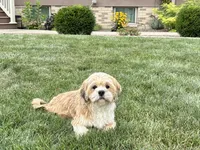 Beau, a male Lhasa Apso for sale in Nappanee, IN – 8 of 9