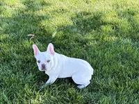 Cole, a male French Bulldog for sale in Nappanee, IN – 7 of 8