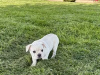 Corey , a male French Bulldog for sale in Nappanee, IN – 6 of 10