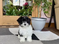 Corrie , a female Havanese for sale in Nappanee, IN – 10 of 10