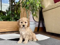 Lonnie, a male Cockapoo for sale in Nappanee, IN – 5 of 7
