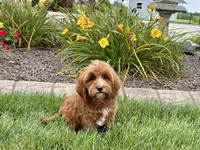 Dena, a female Cavapoo for sale in Nappanee, IN – 3 of 8