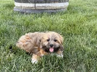 Gloria , a female Lhasa Apso for sale in Nappanee, IN – 8 of 10