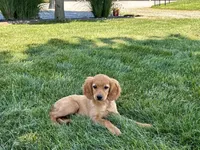 Jade, a female Cavapoo and Cockapoo for sale in Nappanee, IN – 8 of 8