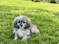 Gloria , a female Lhasa Apso for sale in Nappanee, IN – 3 of 8
