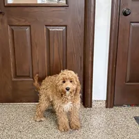 Sam F1, a male Cockapoo for sale in Nappanee, IN – Photo 8 of 8