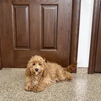 Sam F1, a male Cockapoo for sale in Nappanee, IN – Photo 6 of 8