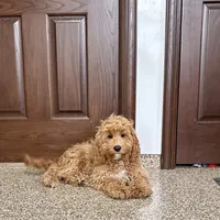 Sam F1, a male Cockapoo for sale in Nappanee, IN – Photo 2 of 8
