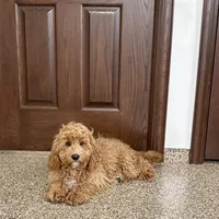 Sam F1, a male Cockapoo for sale in Nappanee, IN – Photo 3 of 8