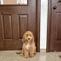 Sam F1, a male Cockapoo for sale in Nappanee, IN – Photo 4 of 8