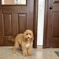 Sam F1, a male Cockapoo for sale in Nappanee, IN – Photo 1 of 8