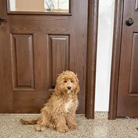 Sam F1, a male Cockapoo for sale in Nappanee, IN – Photo 7 of 8