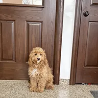 Sam F1, a male Cockapoo for sale in Nappanee, IN – Photo 5 of 8