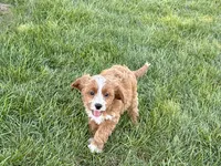 Amos , a male Cockapoo and Cavalier King Charles Spaniel for sale in Nappanee, IN – 10 of 10