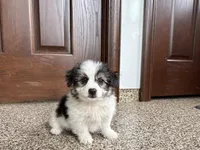 Sam, a male Maltese and Morkie for sale in Nappanee, IN – 7 of 8