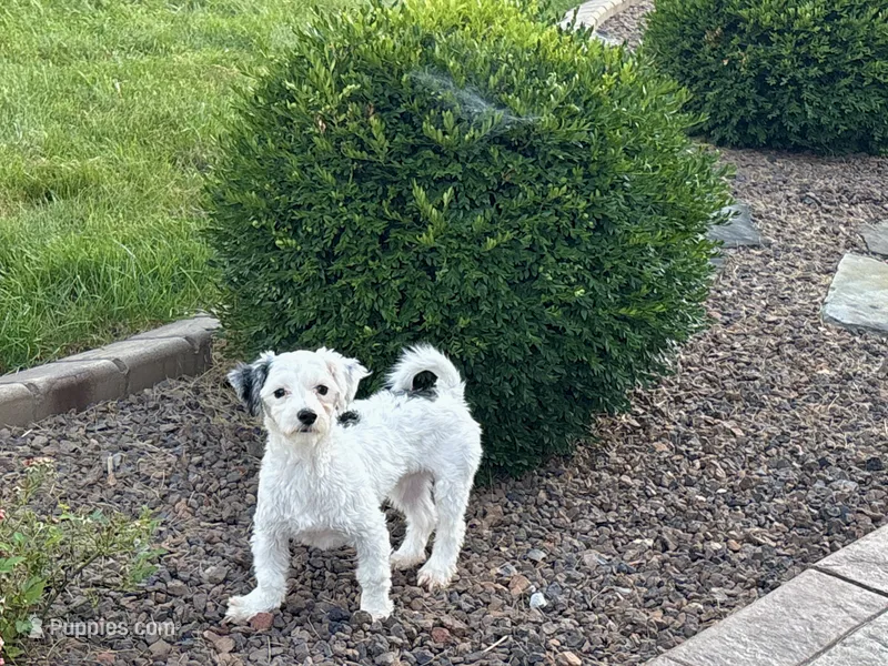 Shellie  – Coton de Tulear, Havanese puppy for sale in Nappanee, IN