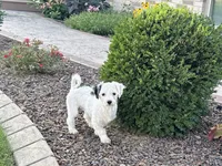 Shellie , a female Coton de Tulear and Havanese for sale in Nappanee, IN – 3 of 7