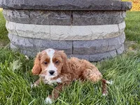 Amos , a male Cockapoo and Cavalier King Charles Spaniel for sale in Nappanee, IN – 6 of 10