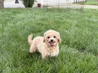 Tiny 2 , a male Maltipoo for sale in Nappanee, IN – 9 of 9