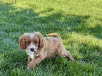 Frank, a male Cockapoo and Cavalier King Charles Spaniel for sale in Nappanee, IN – 5 of 10