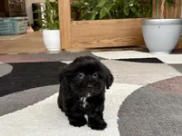 Jane , a female Lhasa Apso and Maltese for sale in Nappanee, IN – 6 of 8