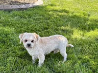 Beau, a male Lhasa Apso for sale in Nappanee, IN – 8 of 10
