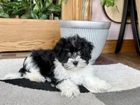 Corrie , a female Havanese for sale in Nappanee, IN – 3 of 10