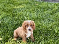 Frank, a male Cockapoo and Cavalier King Charles Spaniel for sale in Nappanee, IN – 6 of 10