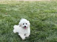 Annabelle , a female Coton de Tulear for sale in Nappanee, IN – 4 of 4