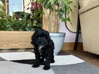 Larry F1b, a male Cockapoo for sale in Nappanee, IN – 3 of 5