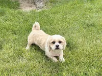 Tucker , a male Lhasa Apso for sale in Nappanee, IN – 5 of 6