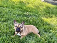 Sondra, a female French Bulldog for sale in Nappanee, IN – 3 of 10