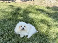 Chloe, a female Lhasa Apso for sale in Nappanee, IN – 5 of 5