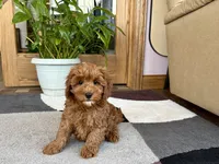 Ginger, a female Cavapoo and Poodle - Miniature  for sale in Nappanee, IN – 4 of 6
