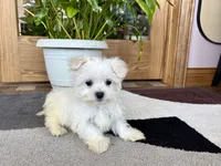 Shellie, a female Maltese for sale in Nappanee, IN – 7 of 9