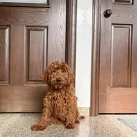 Honey Red F1b, a female Cockapoo for sale in Nappanee, IN – Photo 4 of 5