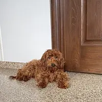 Honey Red F1b, a female Cockapoo for sale in Nappanee, IN – Photo 3 of 5