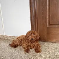 Honey Red F1b, a female Cockapoo for sale in Nappanee, IN – Photo 1 of 5